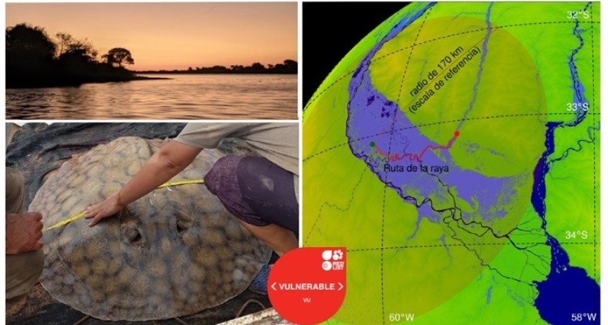 Una raya gigante recorri&oacute; 170 kil&oacute;metros por el Paran&aacute; y sorprendi&oacute; a los cient&iacute;ficos