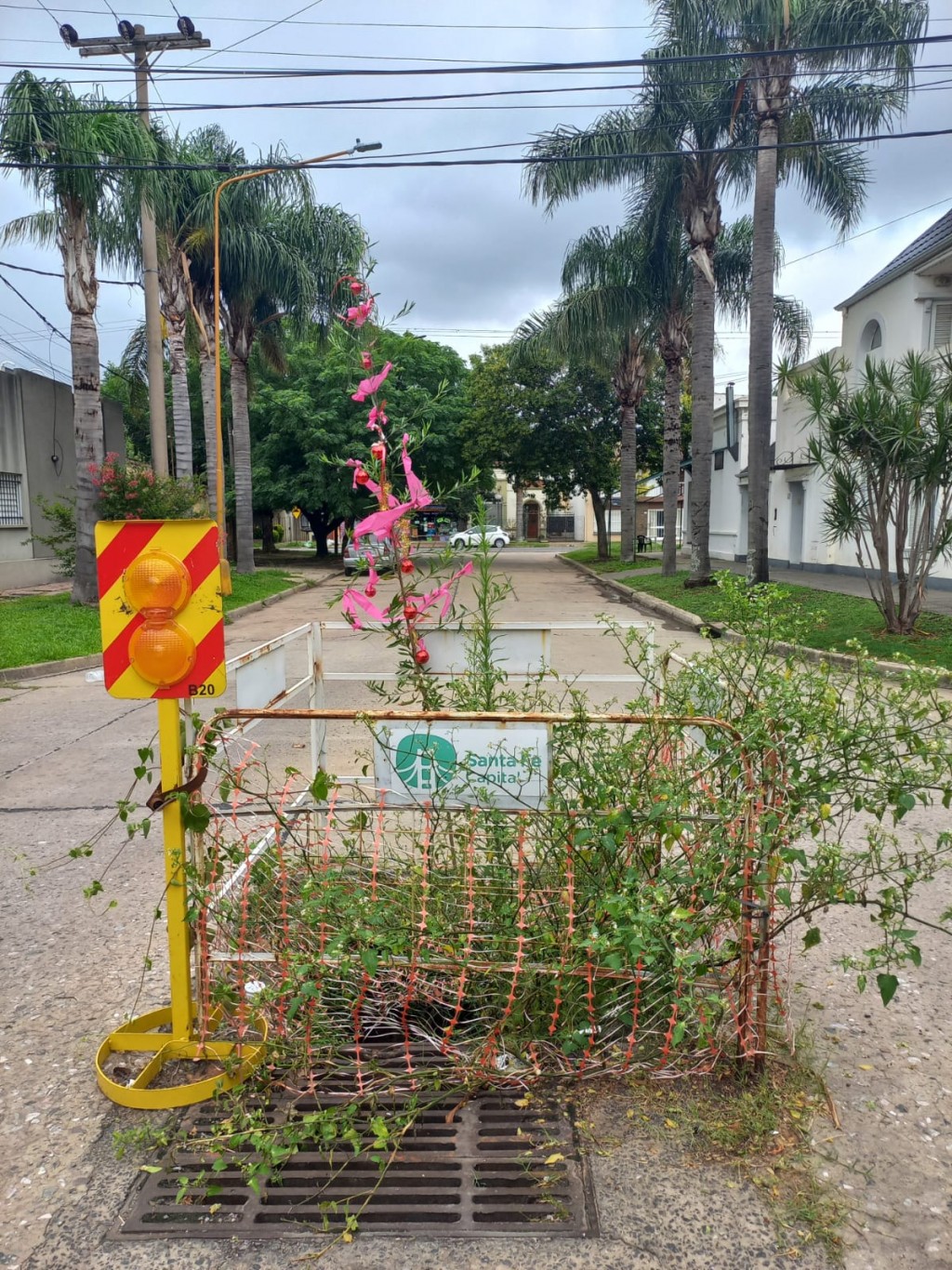 Un árbol creció en un bache y los vecinos lo adornaron para Navidad