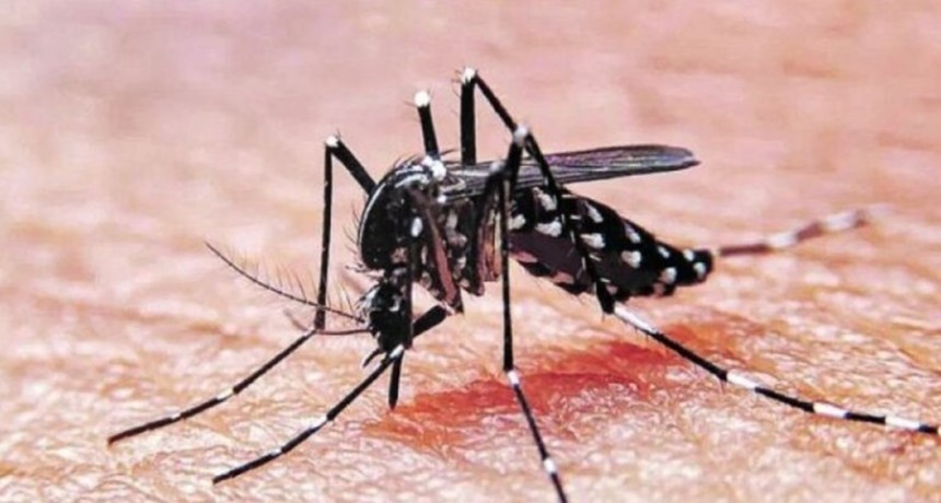 Dengue en Santa Fe: detectan el mosquito vector en 38 barrios